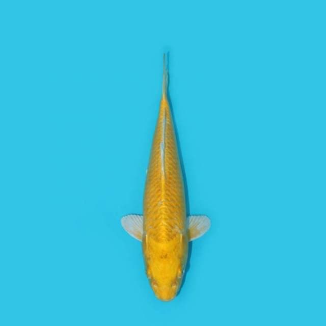 OGON 23 CM