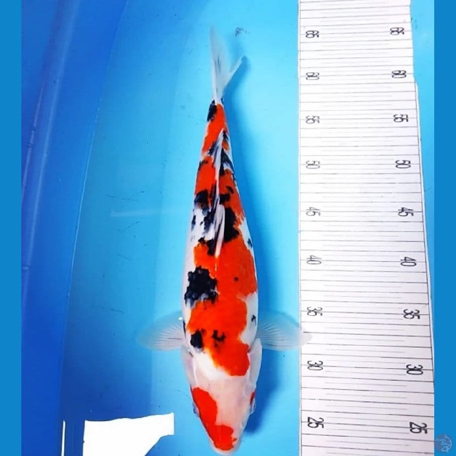 Jumbo Kucibeni 40