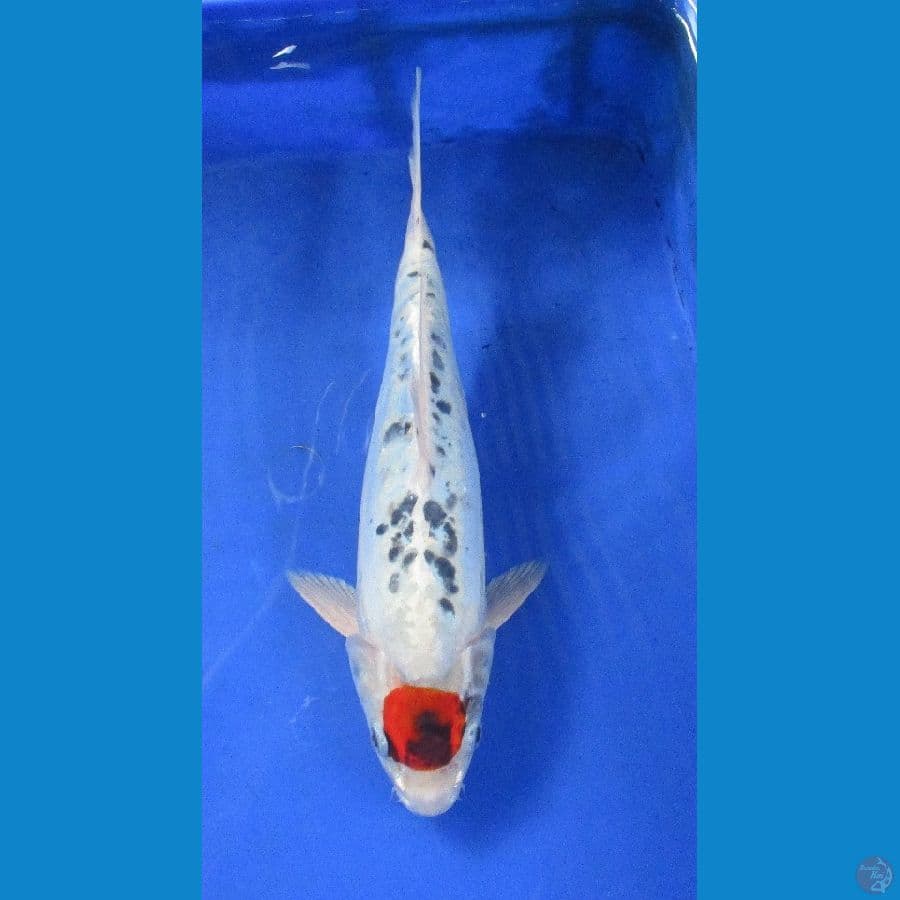 tancho kawari ±32cm