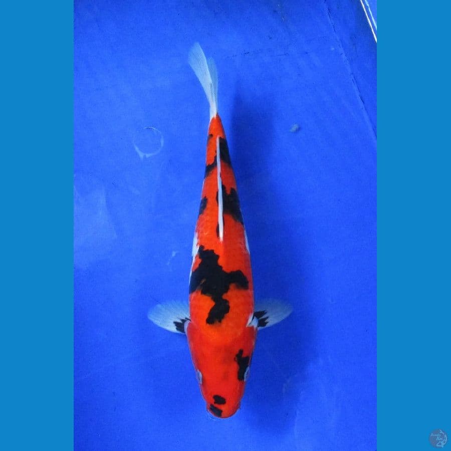 showa sansoku ±31cm