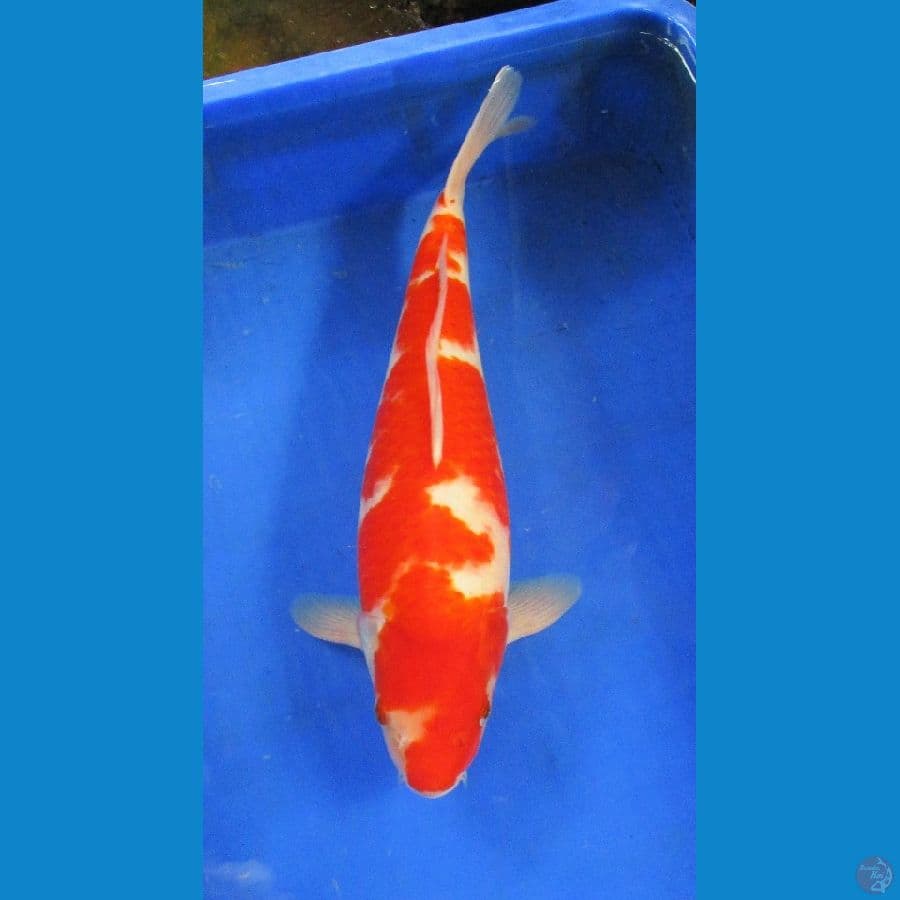 kohaku ±38cm