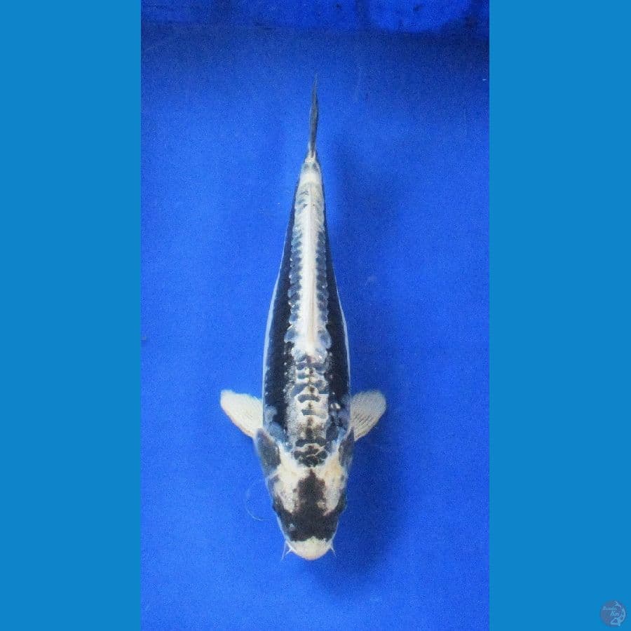 kin kabuto ±36cm