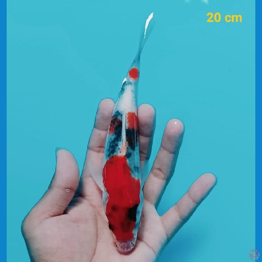 5 Nun Showa | 20 cm | uncheck
