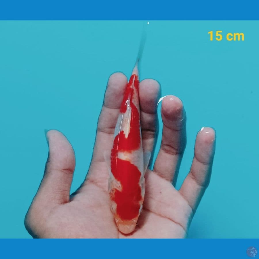 6 Nun Kohaku | 15 cm | uncheck