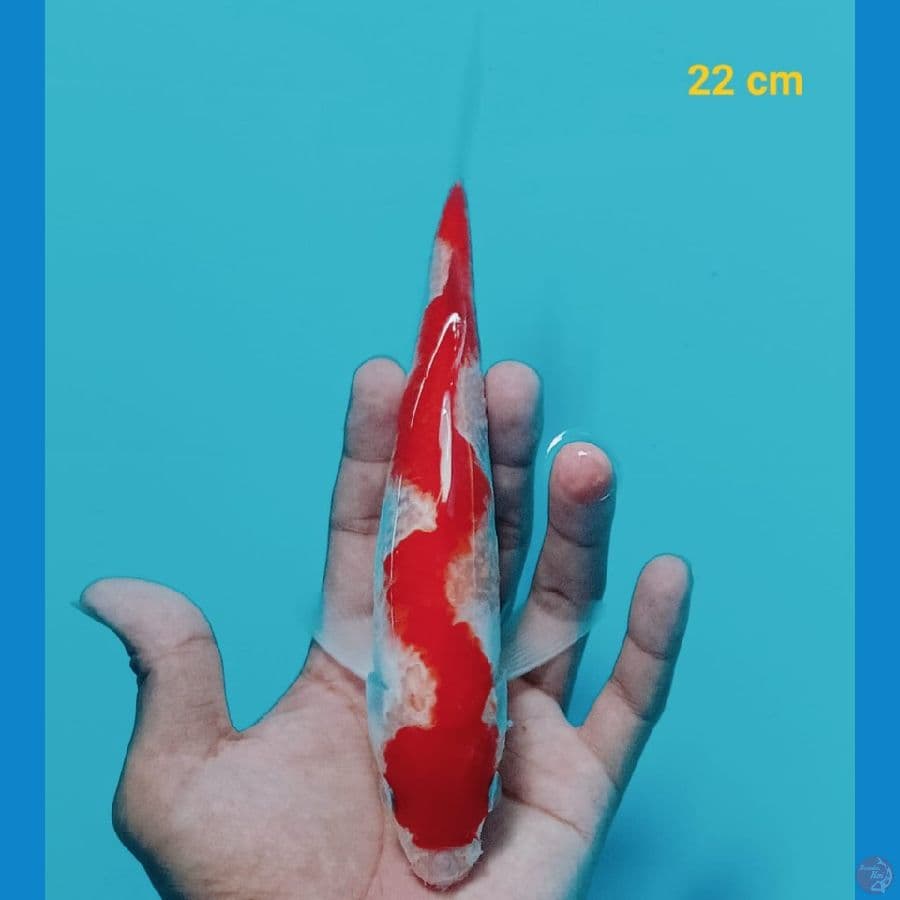 7 Nun Kohaku | 22 cm | uncheck