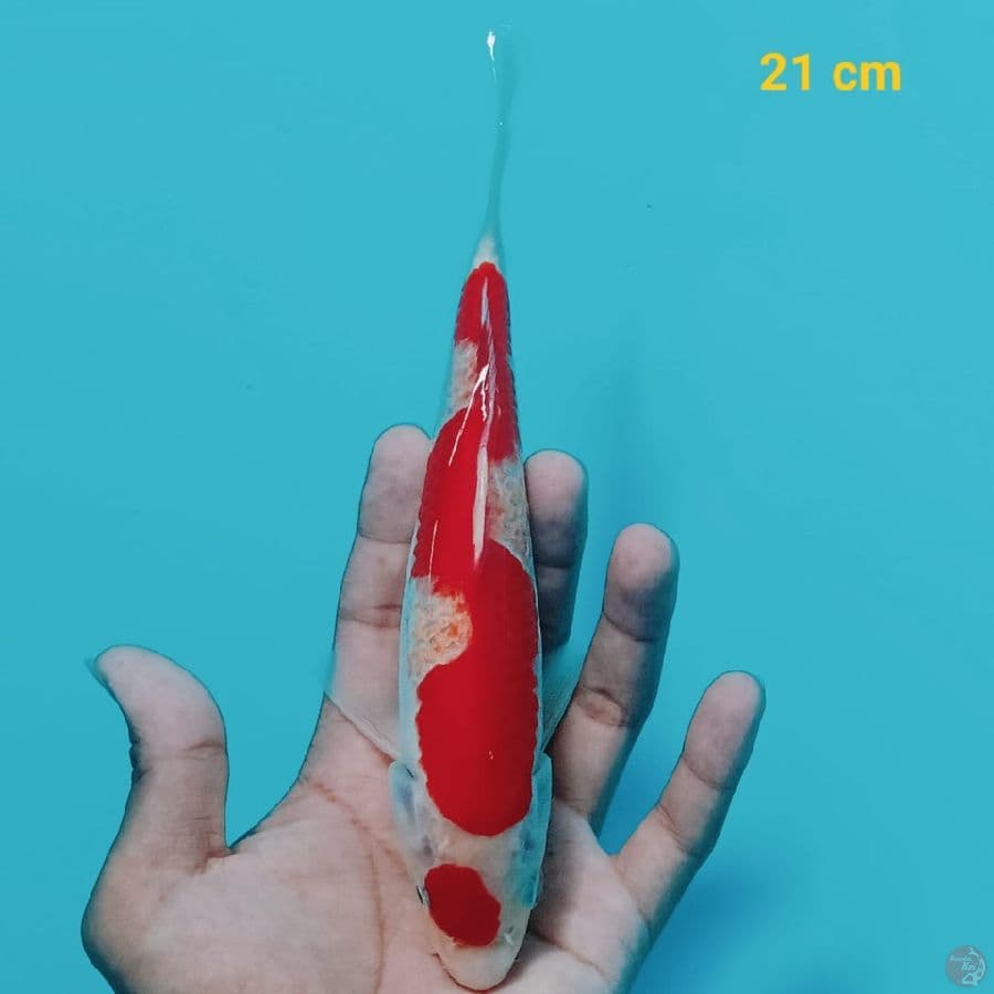 8 Nun Kohaku | 21 cm | uncheck
