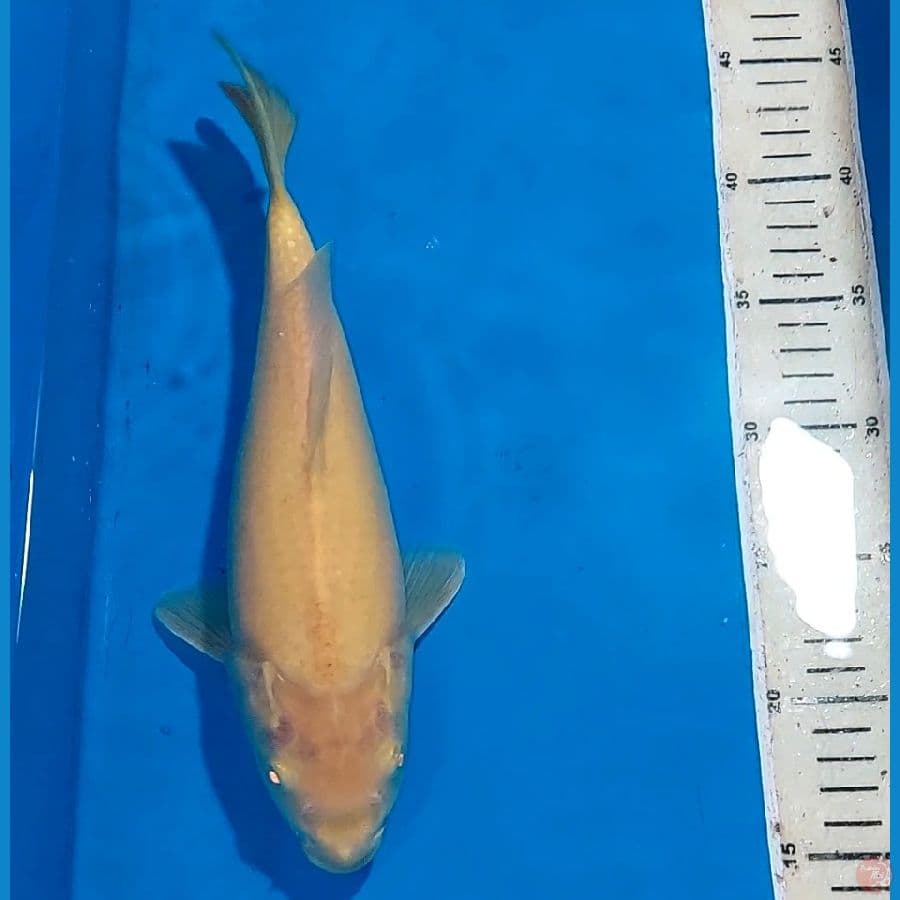 KARASHI MATA MERAH PUNUK UNTA 29 CN