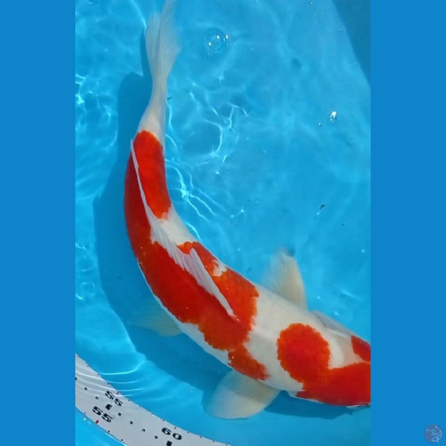 SQ original male 43 cm