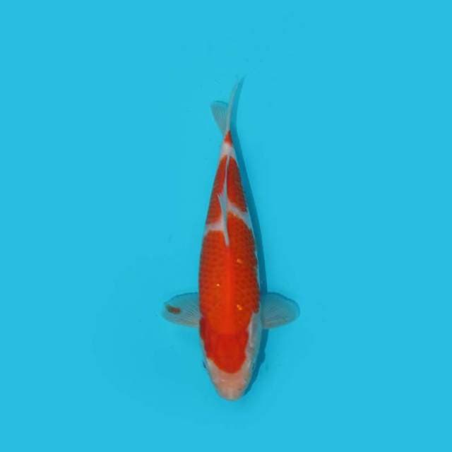 KOHAKU 20cm