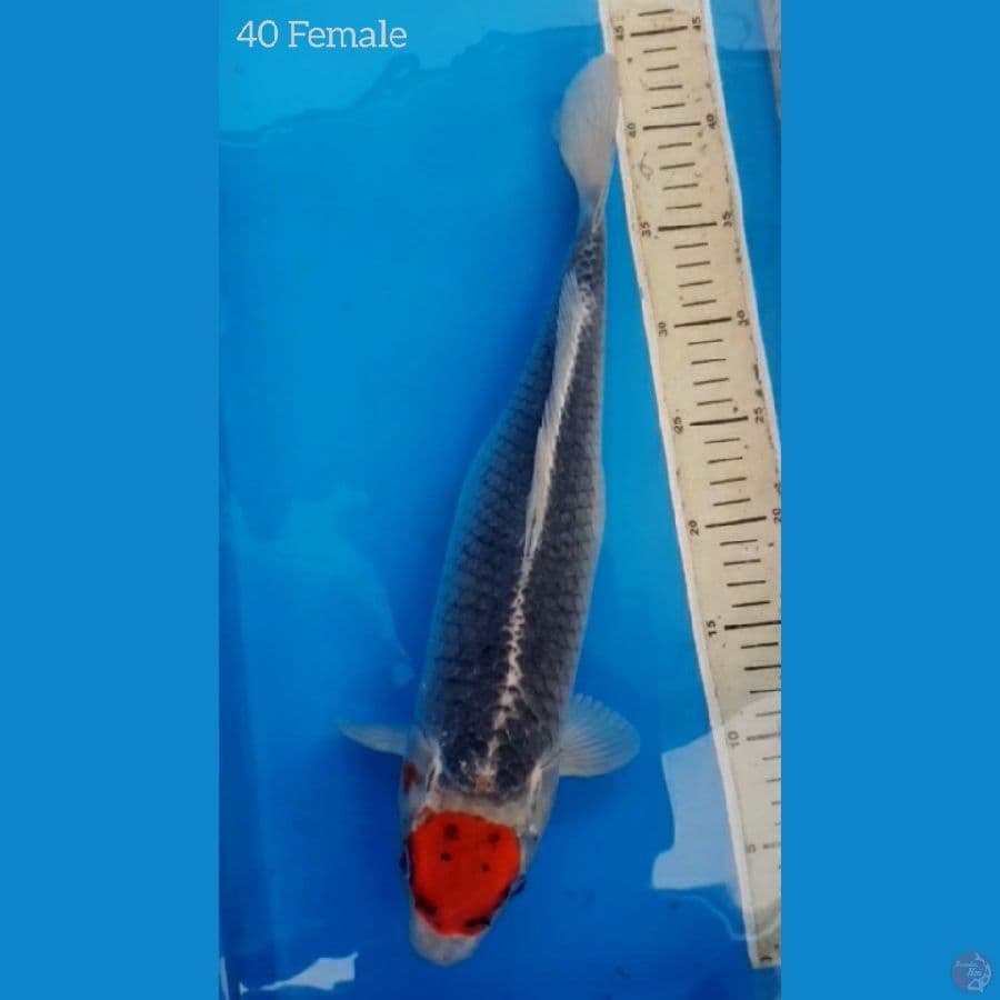 TANCHO GHOSIKI - 40 Female