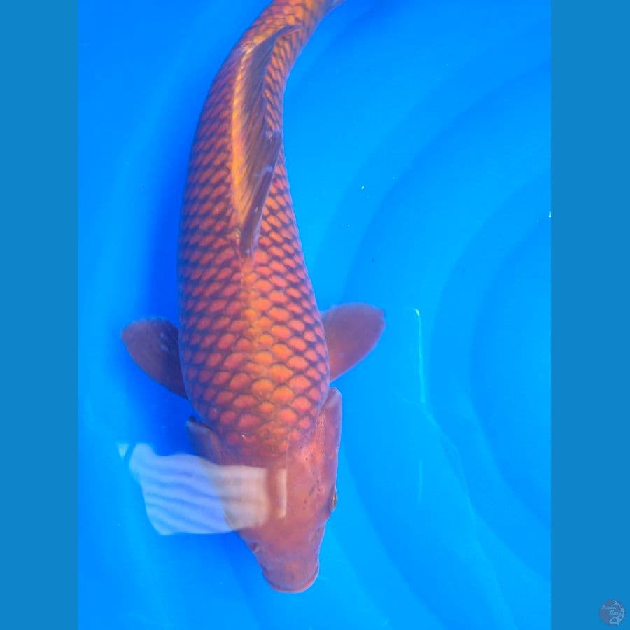 Chagoi 41cm