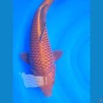 Chagoi 41cm