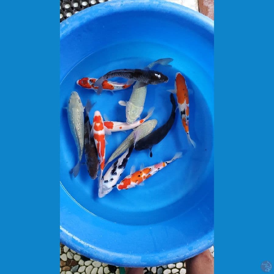 PAKET MIX