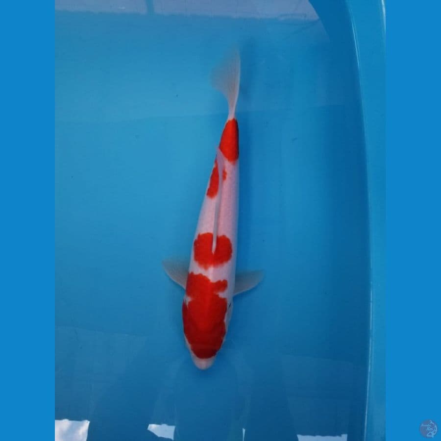 KOHAKU