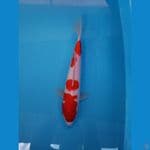 KOHAKU