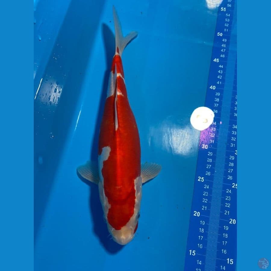 KOHAKU DOIT STRONGG HALUSS 33 CM