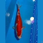 KOHAKU DOIT STRONGG HALUSS 33 CM