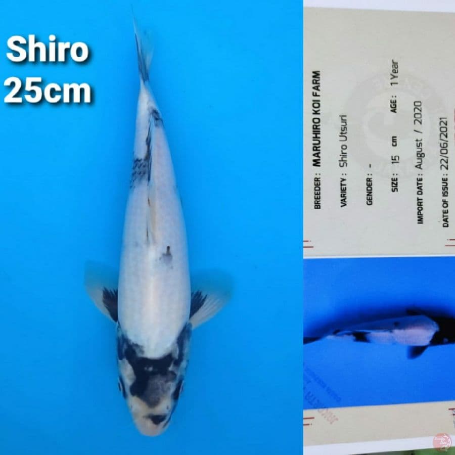 MARUHIRO SHIRO 25CM