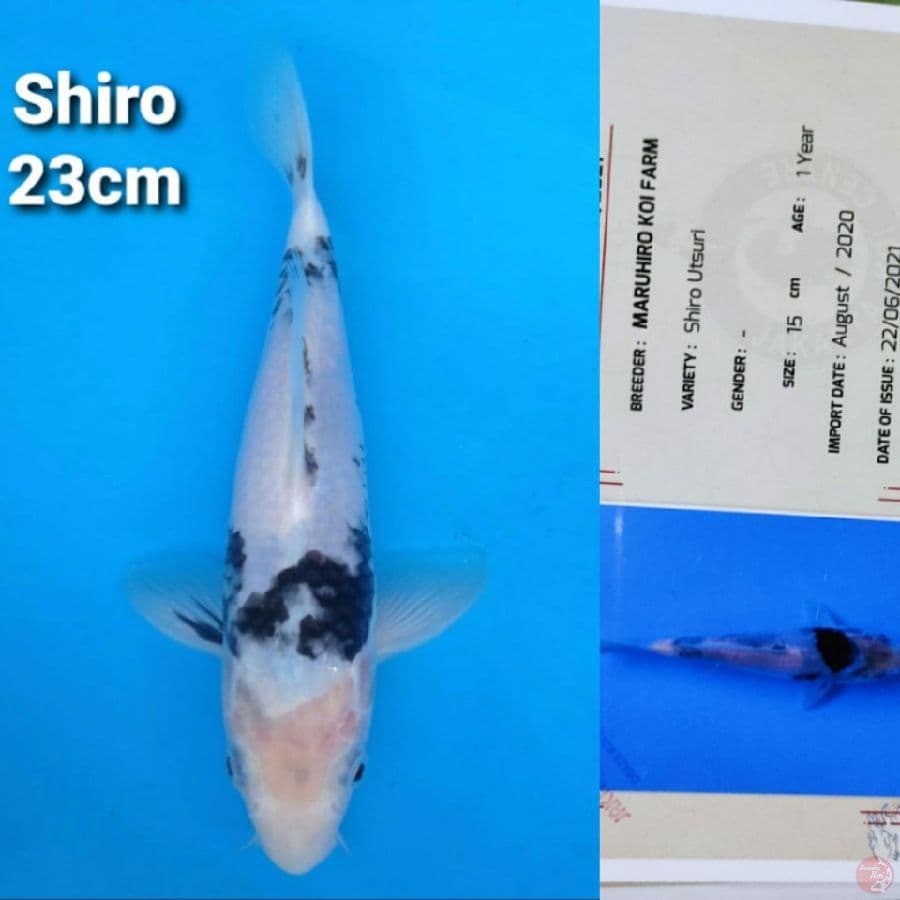 MARUHIRO SHIRO 23CM