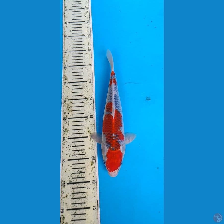 red ghosiki.... 31cm