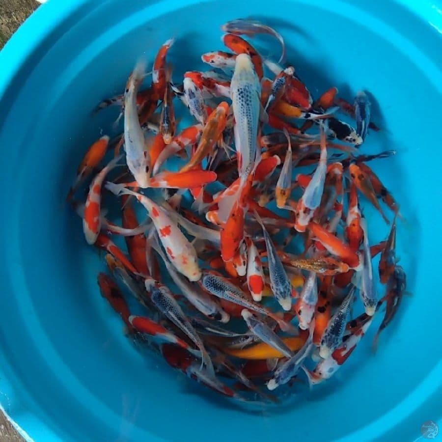 Mix Koi 100Ekor