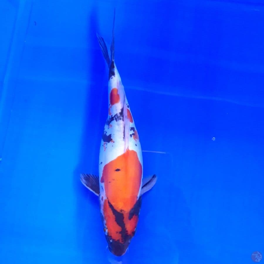 Doitsu Showa 27cm