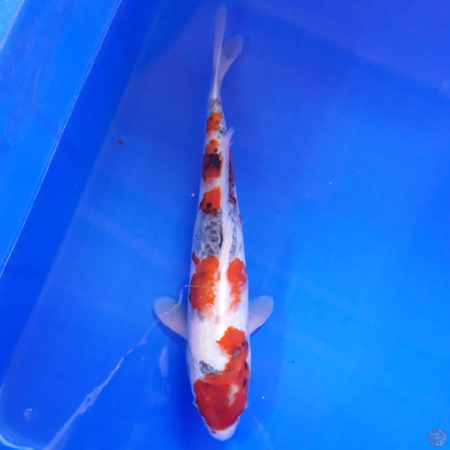 Showa 35cm