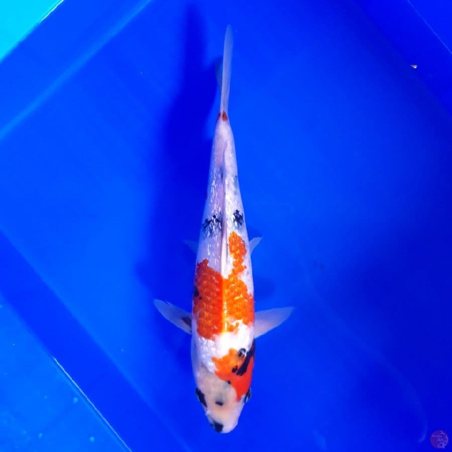 Showa Ginrin 35cm