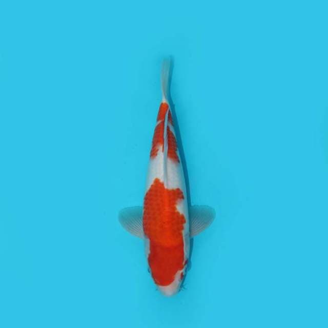 KOHAKU 25 CM