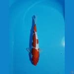 KOHAKU