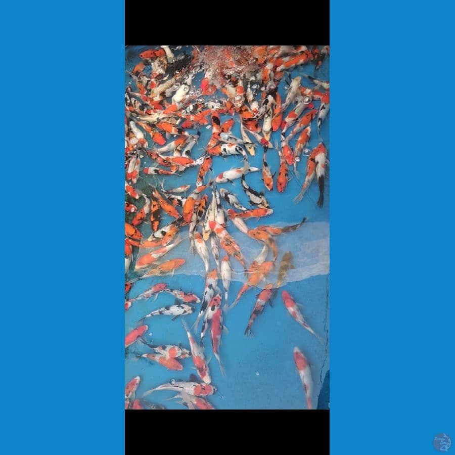 Showa mix 150 ekor 20bu-28cm