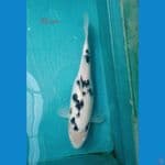 Bekko female size 35 cm