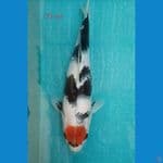 Tancho Showa male size 25 cm SQ