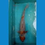 Uchiba Male size 53 cm 