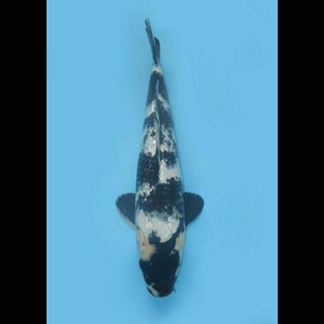 MWK , Jet Black - Shiro Full Ginrin