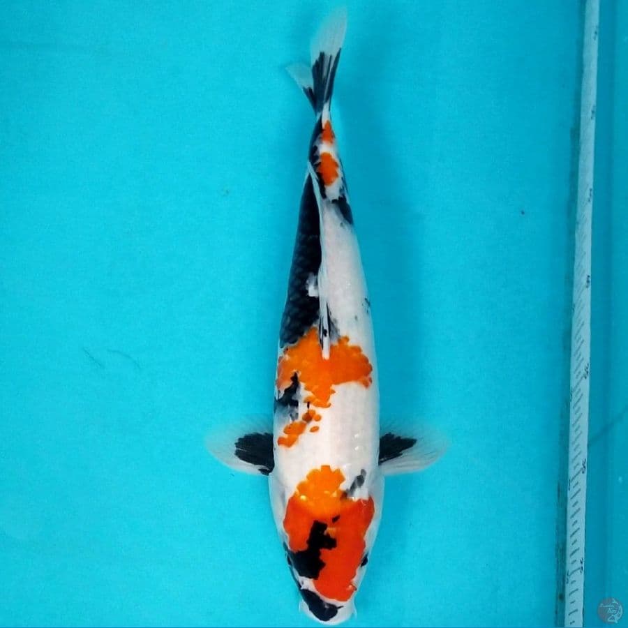 KINDAI SHOWA MOTOGORO 35 CM