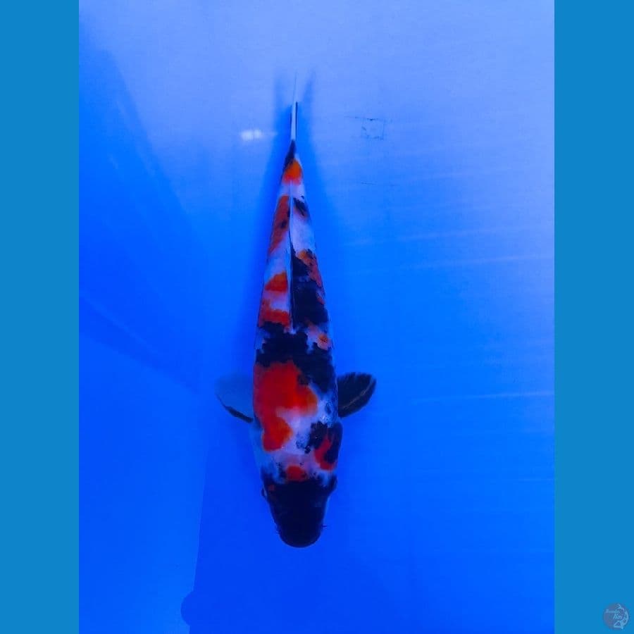 showa 23cm