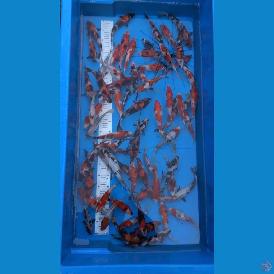 paket 70ekor showa