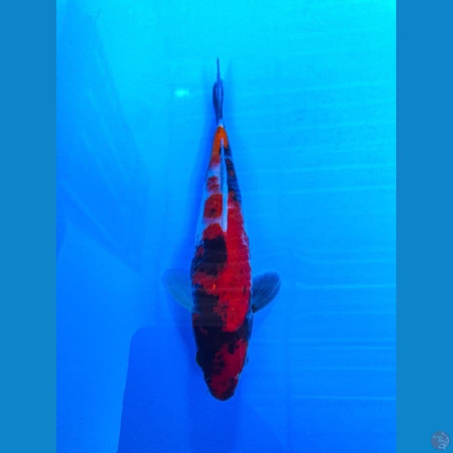 showa 22cm