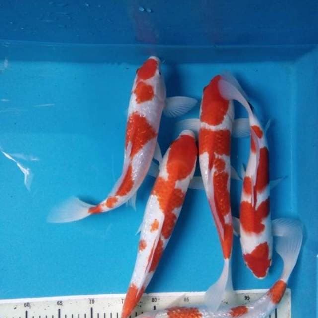 Mix kohaku 5 ekor 33-37 cm