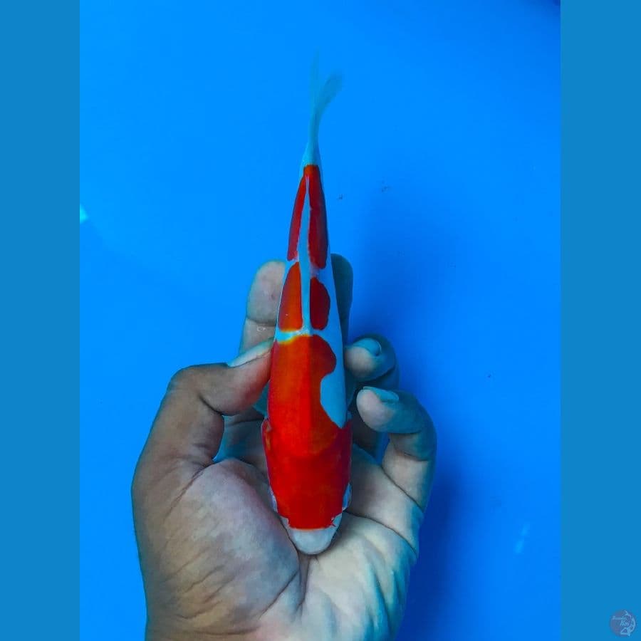 kohaku doitsu 19cm