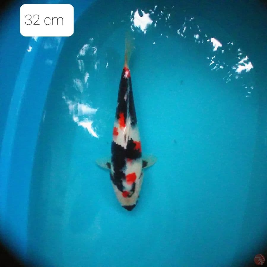 kindai showa 32 cm