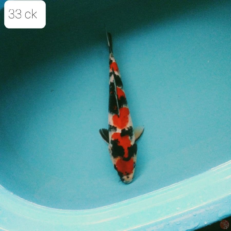 maruten showa 33 cm