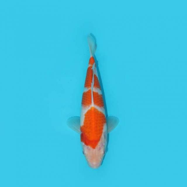 YG_KOHAKU 4 STEP_23 CM