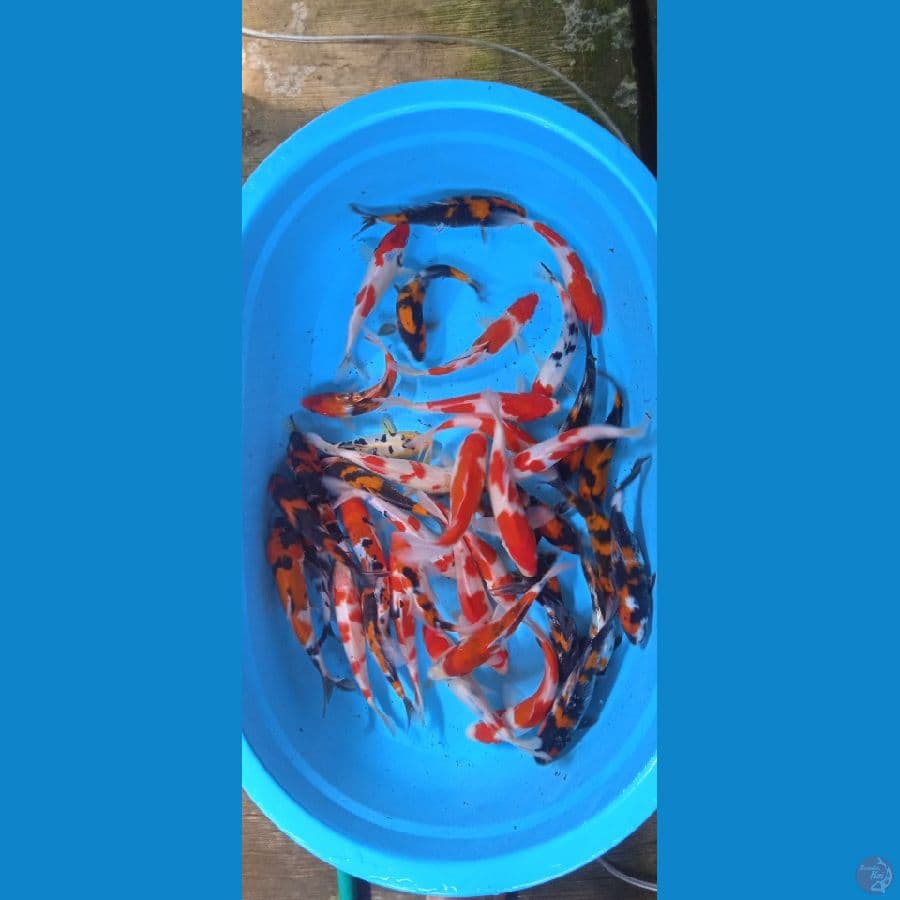 mix 40 ekor 18-23 cm