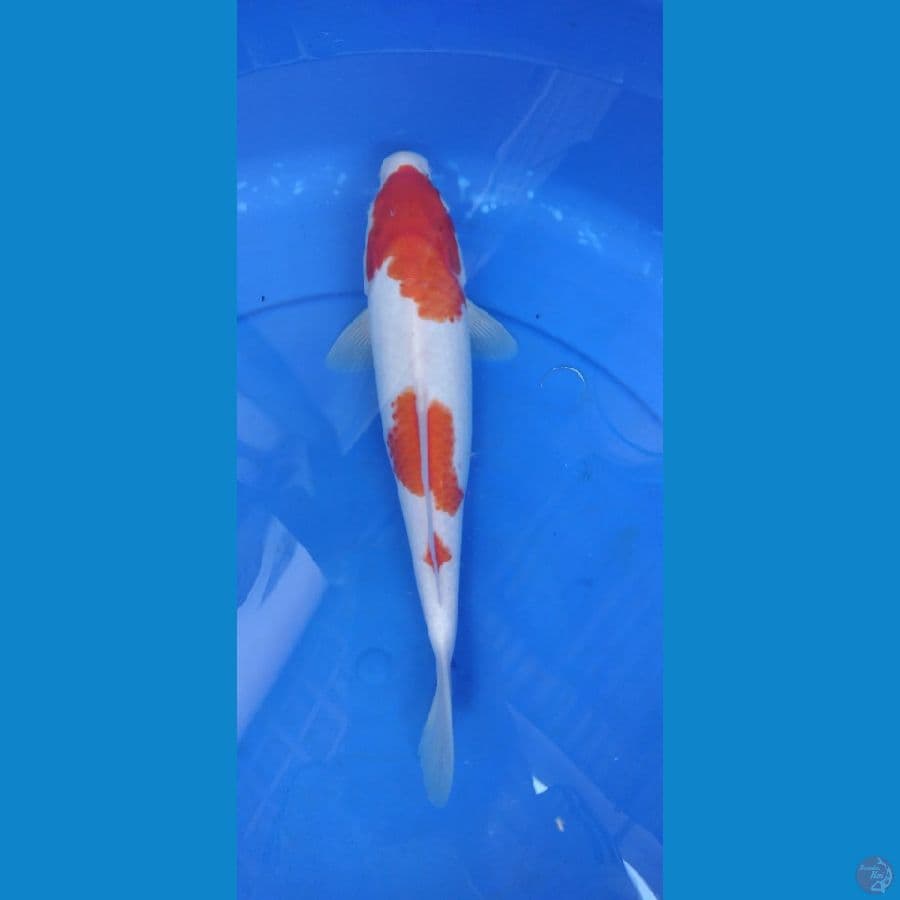 kohaku 31cm
