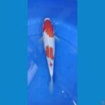 kohaku 31cm 