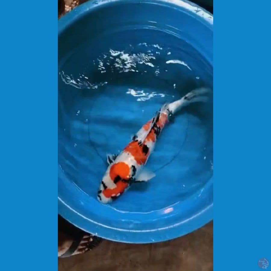 SHOWA 55cm