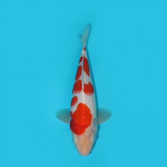 KOHAKU 22 CM