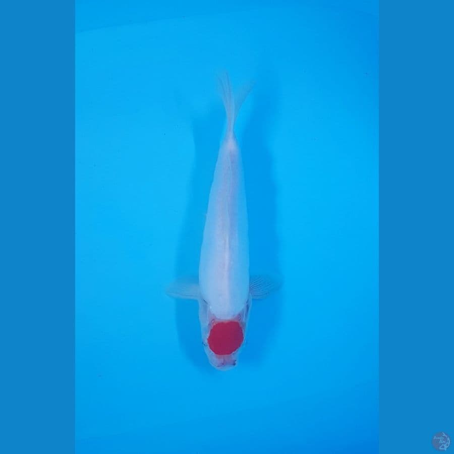 TANCHO KOHAKU DOITSU 27 CM